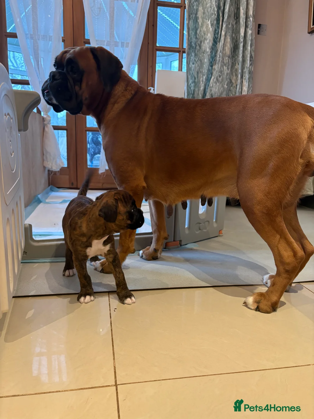 Boxer dogs for sale: READY NOW. LAST GIRL 🐶  - Advert 8