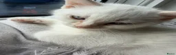 Mixed Breed cats for sale: Ginger Tabby Kitten and White kitten blue eyes  - Advert 3