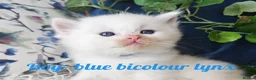 Ragdoll cats for sale: GCCF REGISTERED BEAUTIFUL RAGDOLLS KITTENS  - Advert 32
