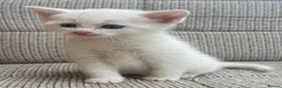 British Shorthair cats for sale: British Shorthair kittens. - Advert 17