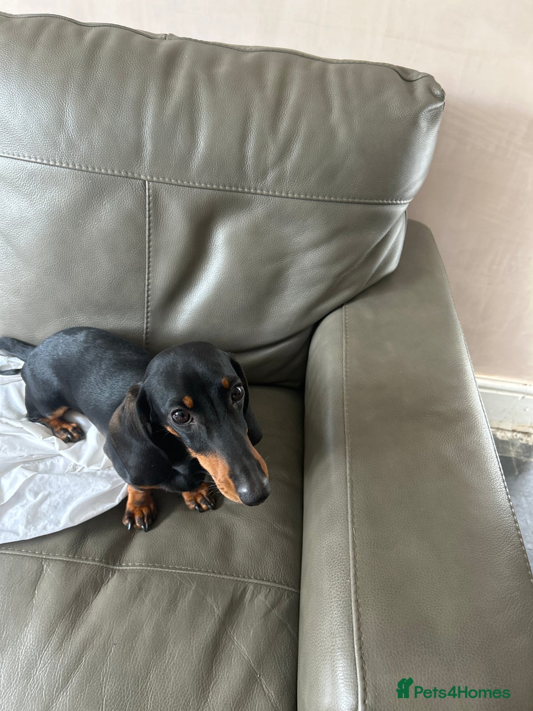 Miniature Dachshund dogs for sale: Black and Tan miniture dachshund (5 months old)  - Image 2