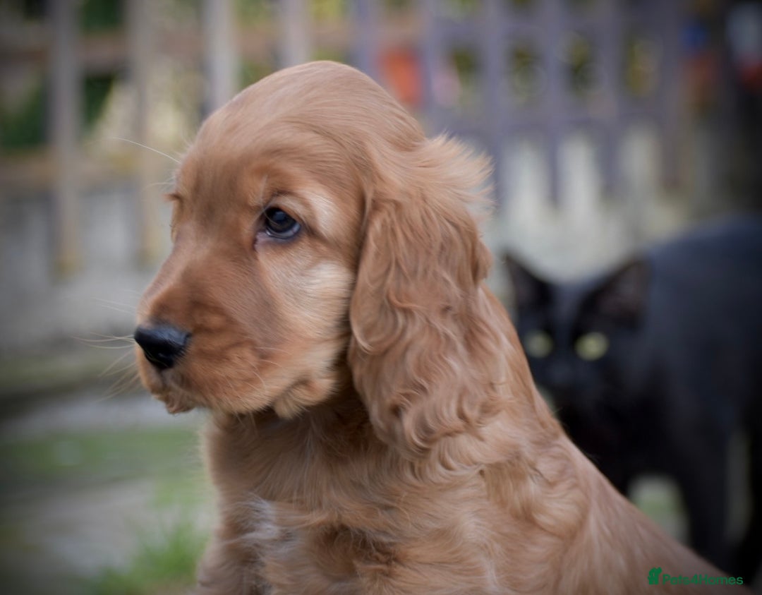 Cocker Spaniel dogs for sale: Waiting list open! KC reg Cocker Spaniel pups - Image 5