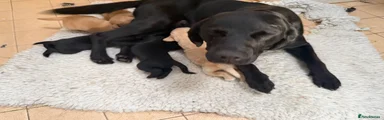 Labrador Retriever 5