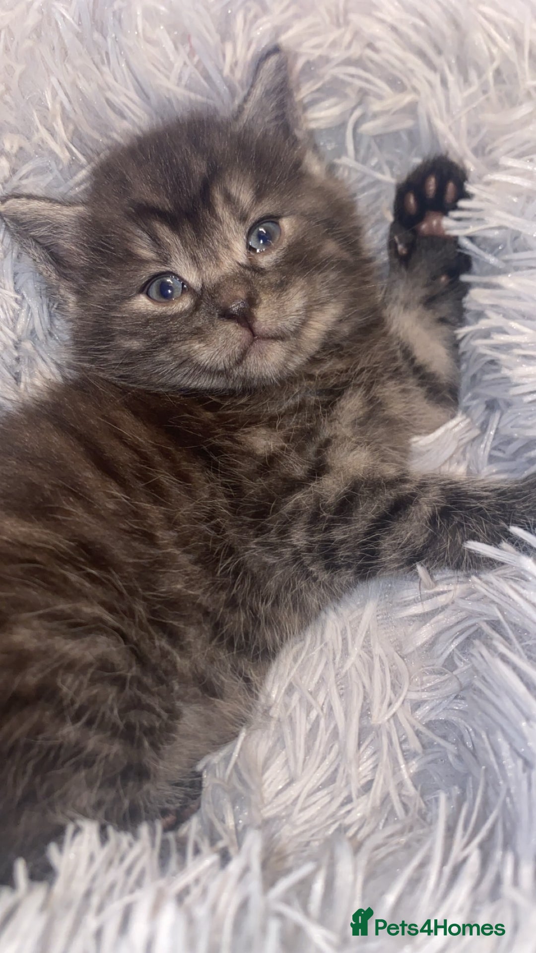 Mixed Breed cats for sale: Cute smoke grey kitten - Advert 4