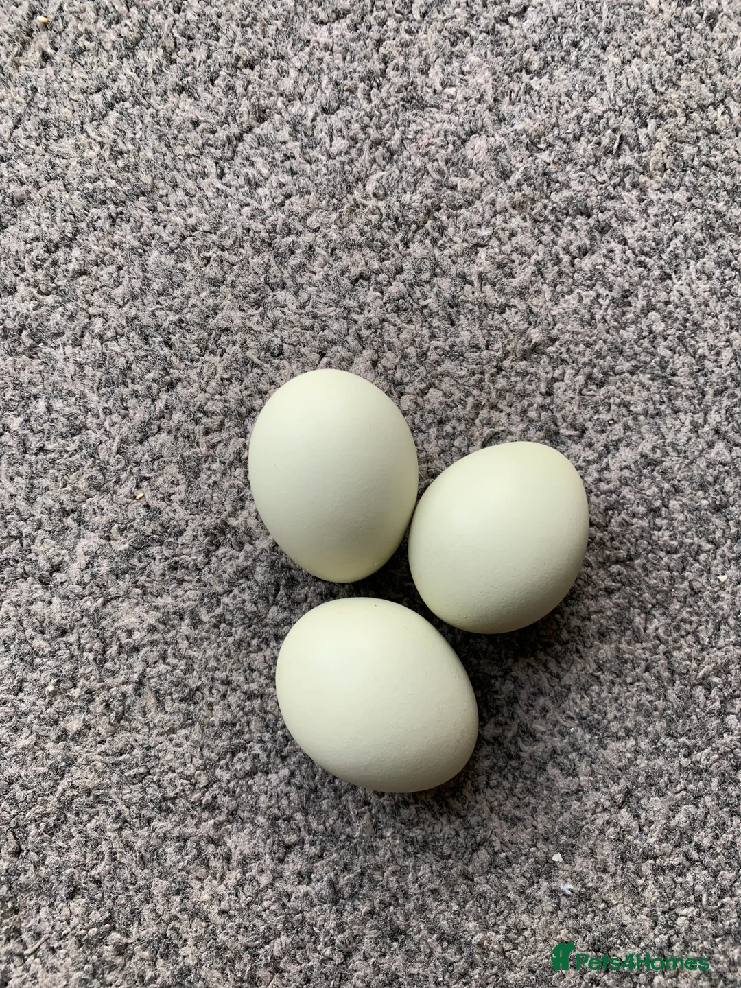 Chickens poultry for sale: Auracana mix  - Advert 2