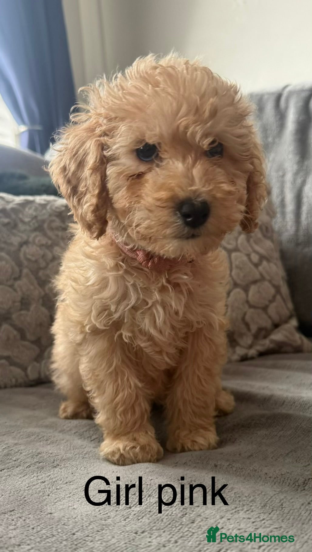 Mixed Breed dogs Labradoodle x cockerpoo puppies - Advert 4