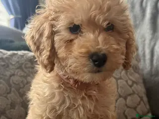 Mixed Breed dogs Labradoodle x cockerpoo puppies - Advert 4