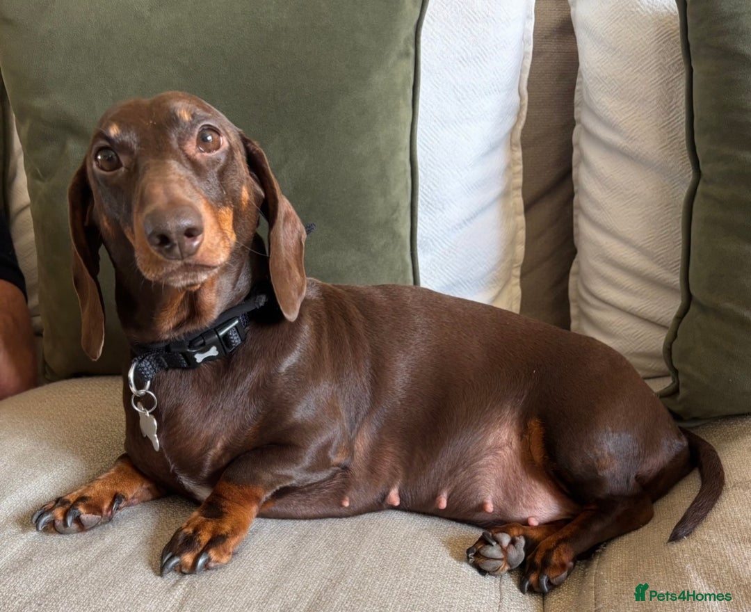 Dachshund dogs for sale: 9 Standard Dachshund Puppies KC Registered  - Image 13
