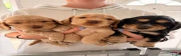 Cocker Spaniel dogs for sale: KC Reg show cocker Boy Ready Now ) 💙 - Advert 5