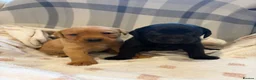 Labrador Retriever dogs for sale: Labrador Puppies  - Advert 4