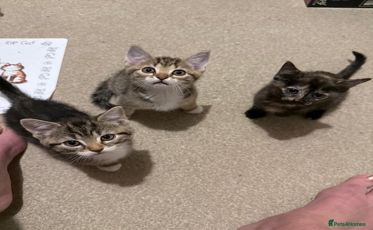 Domestic Shorthair cats - Advert 2
