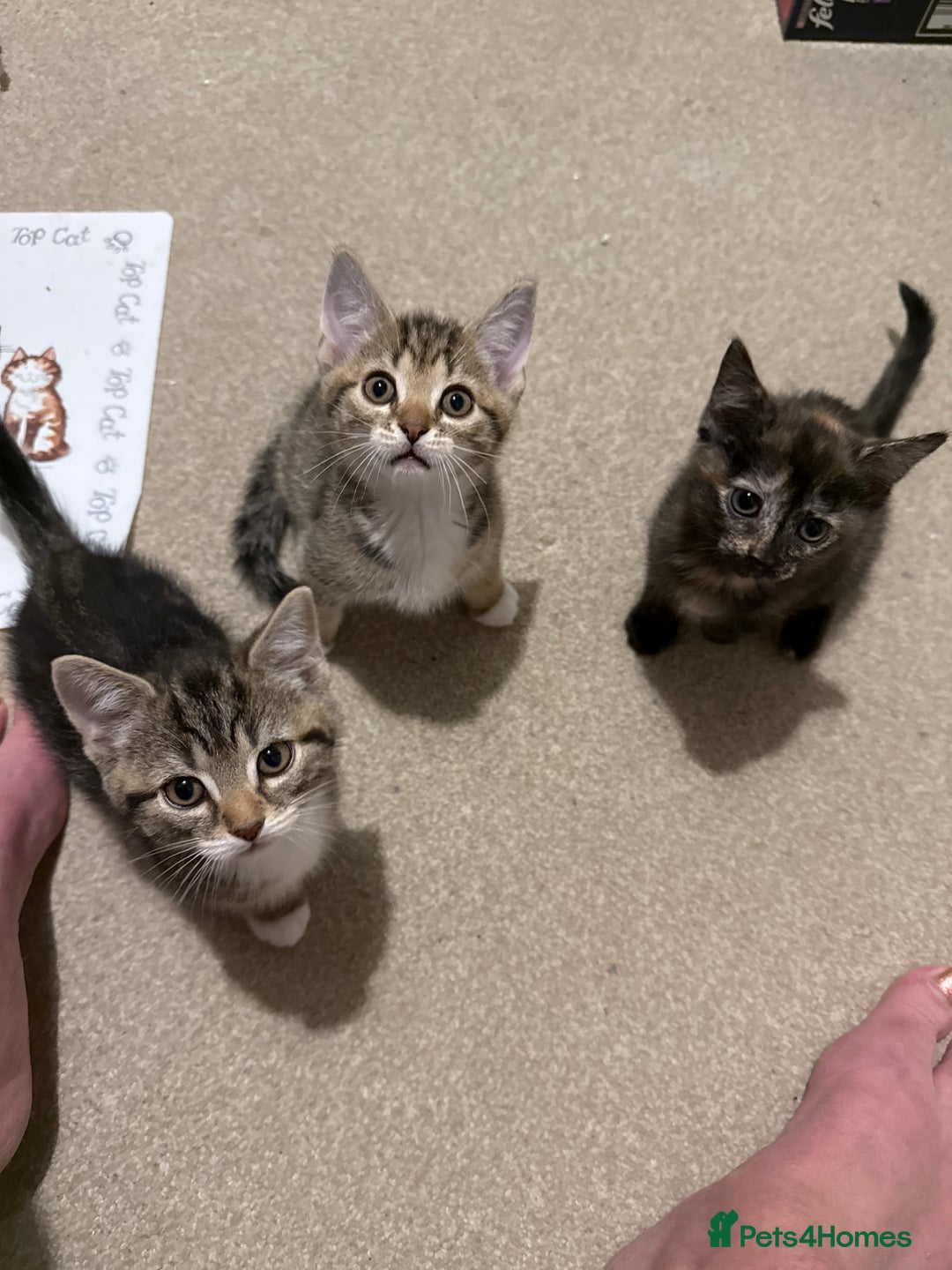 Domestic Shorthair cats for sale: Gorgeous kittens - Image 1