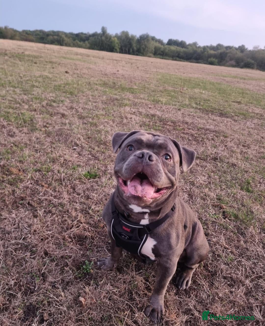 Mixed Breed dogs for sale: 10 month male mixed breed dog for rehome - Advert 15