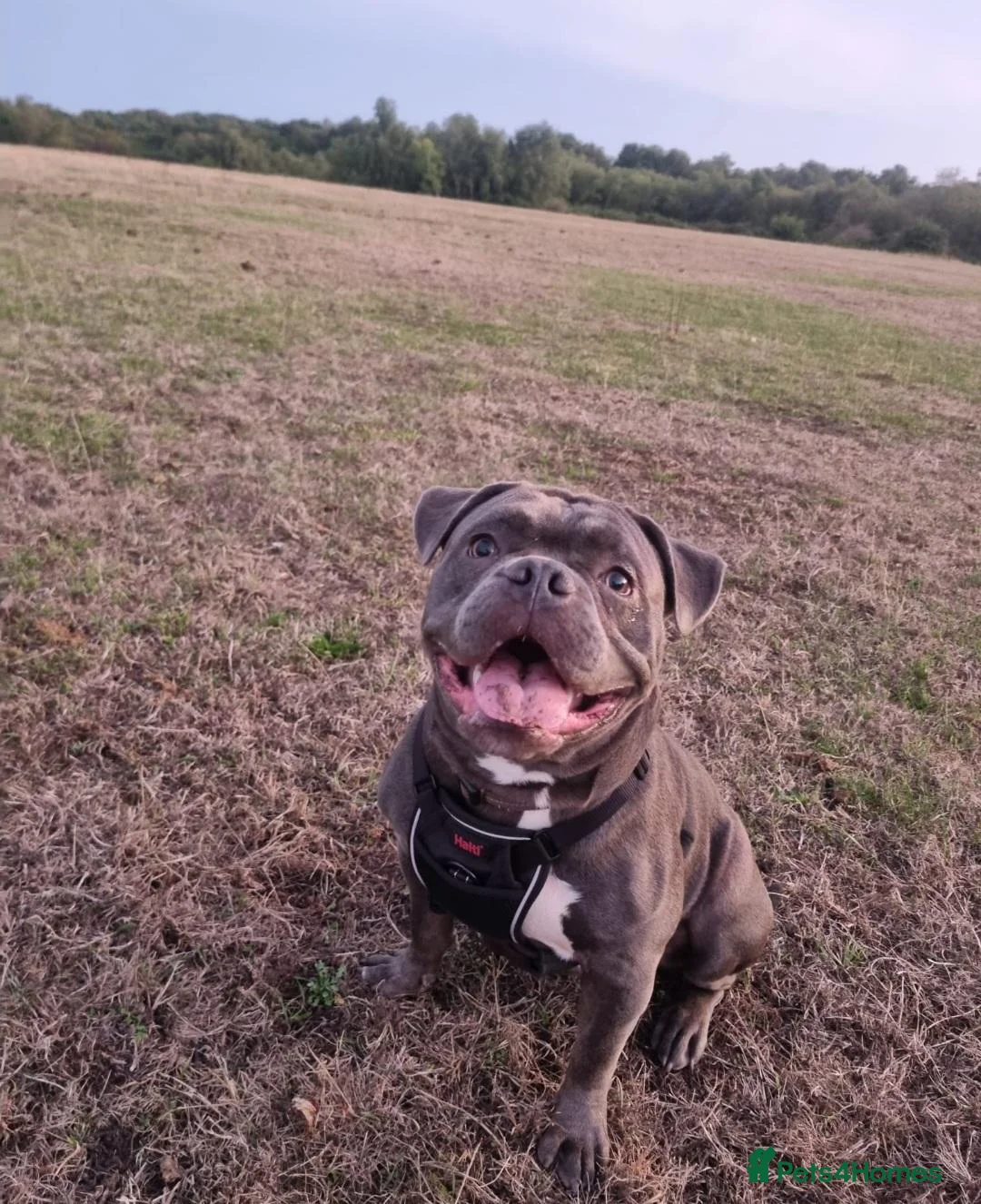 Mixed Breed dogs for sale: 10 month male mixed breed dog for rehome - Advert 1