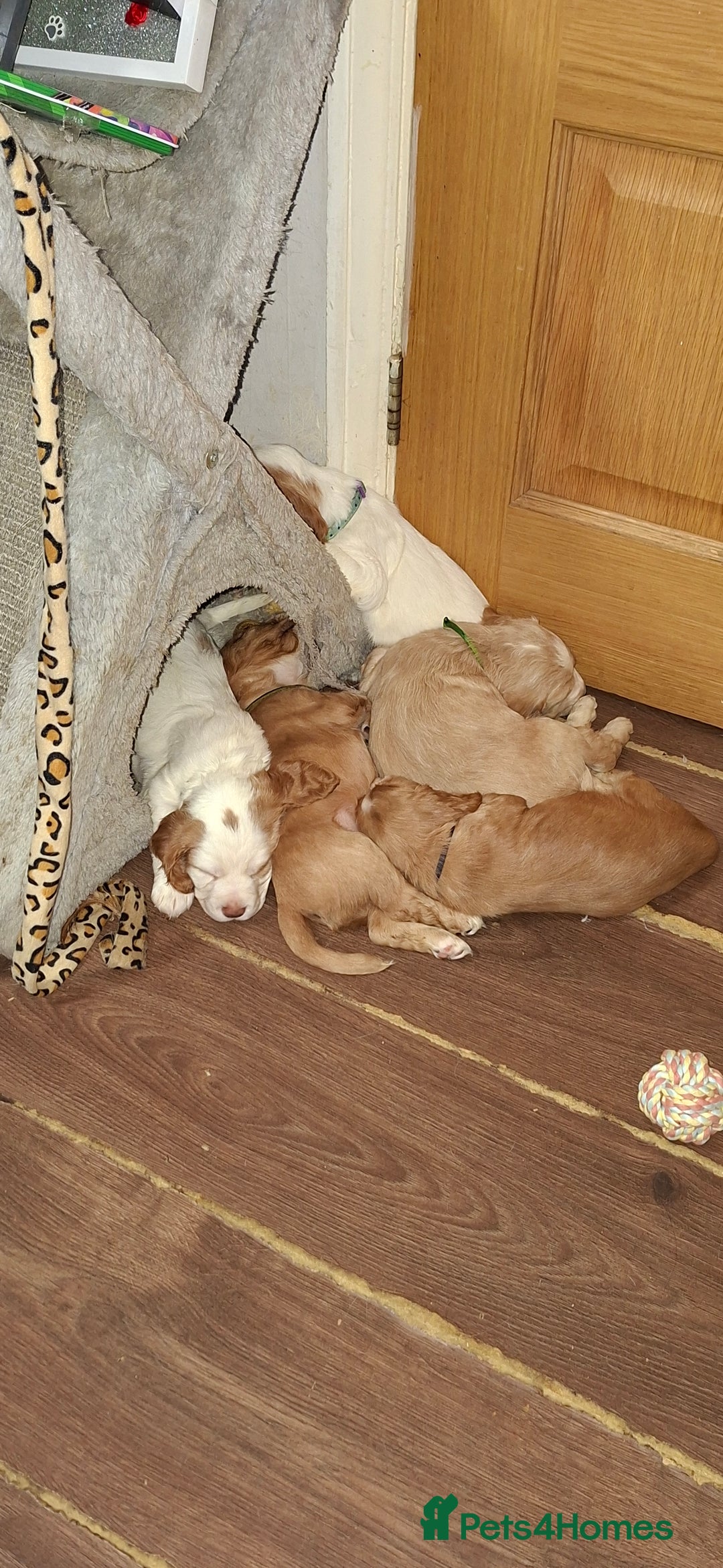 Cocker Spaniel dogs for sale: Beautiful kc registered working cocker pups  - Image 12