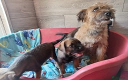 Border Terrier dogs for sale: Border Terrier girls available  - Image 4