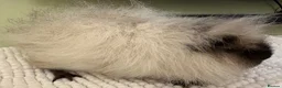 Guinea Pig rodents for sale: Male Guinea Pig Looking for a New Home in Perth - Advert 4