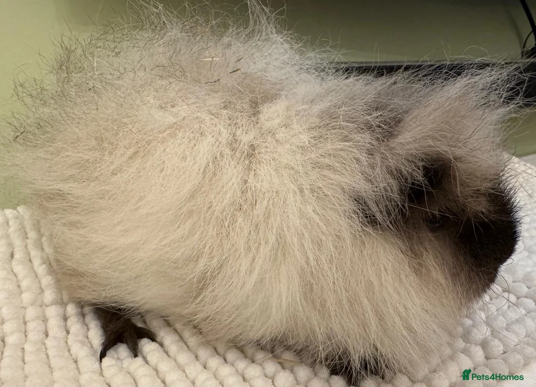 Guinea Pig rodents for sale: Male Guinea Pig Looking for a New Home in Perth - Advert 4