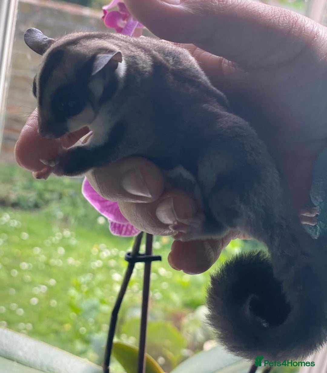 Sugar Glider rodents for sale: Sugar Gliders available to suitable homes - Advert 9