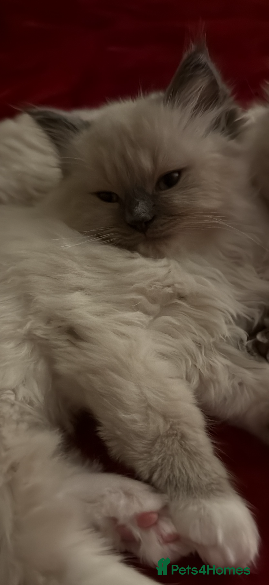 Ragdoll cats for sale: Male Ragdoll for sale  - Advert 4