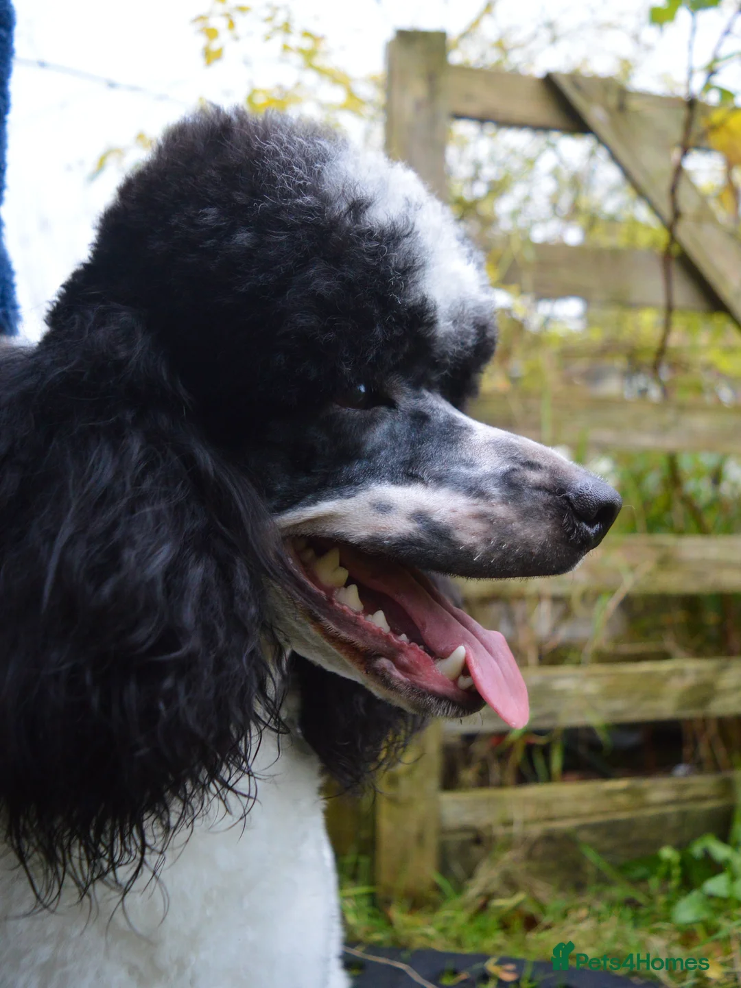 Miniature Poodle dogs for stud: Gorgeous Parti Miniature Poodle - Advert 26