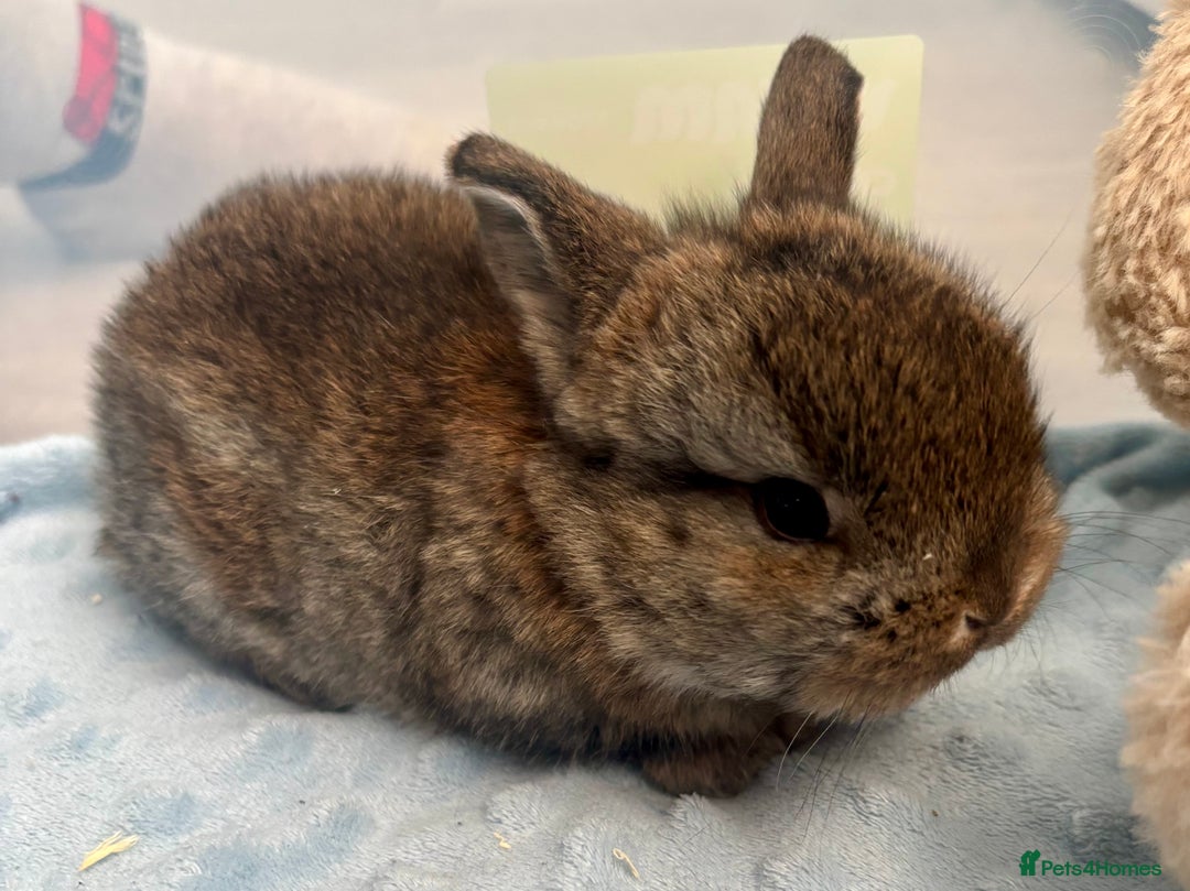 Mini Lop rabbits for sale: Beautiful Mini Lop Baby Bunnies 🐰 - Advert 15