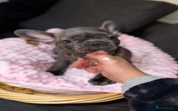 French Bulldog dogs for sale: French buldogs - Image 7