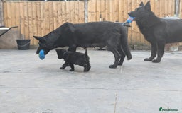 German Shepherd dogs for sale: Gorgeous German Shepherd Puppies - Image 24