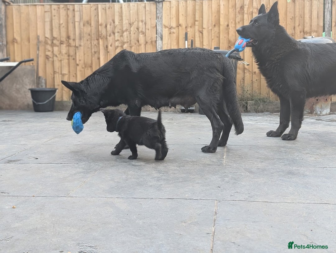 German Shepherd dogs for sale: Gorgeous German Shepherd Puppies - Image 24