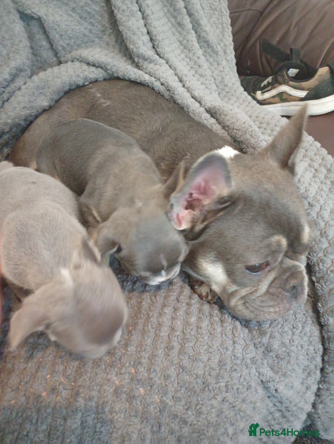 French Bulldog dogs for sale: 💥Two Amazing french bulldogs caring pink🐶 - Image 8