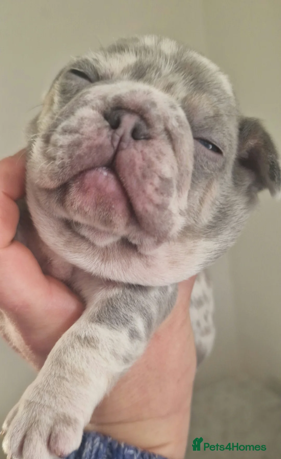 French Bulldog dogs for sale: 💥👀 NEW SHADE ISABELLA, MERLE TRI LILAC   - Advert 21