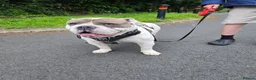 Old Tyme Bulldog dogs for sale: Mylo   tri in colour  - Advert 4