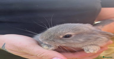 Mini Lop rabbits - Advert 6