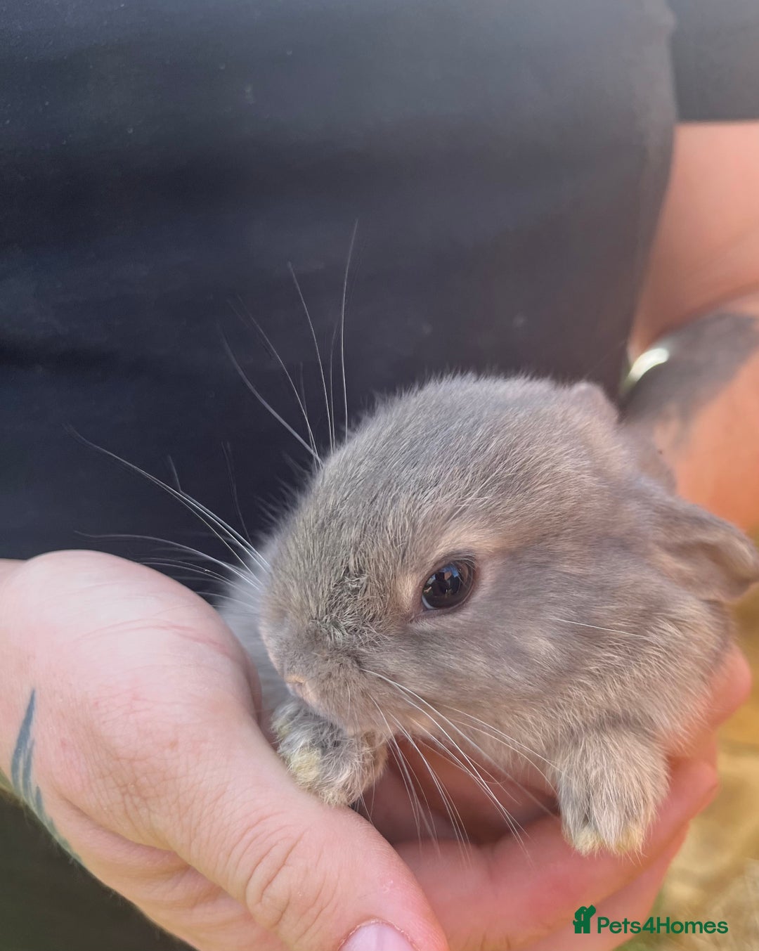 Mini Lop rabbits for sale: A Mix of Mini lop and Mini Lion Lop - Image 2