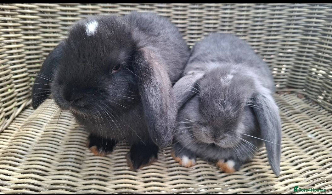 Mini Lop rabbits Bundle of fluffs ready to be reserved - Advert 1