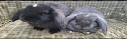 Mini Lop rabbits for sale: Bundle of fluffs ready to be reserved - Advert 3