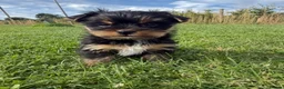 Yorkshire Terrier dogs for sale: Miniature Yorkshire Terrier Puppies (RARE BIEWER) - Advert 21