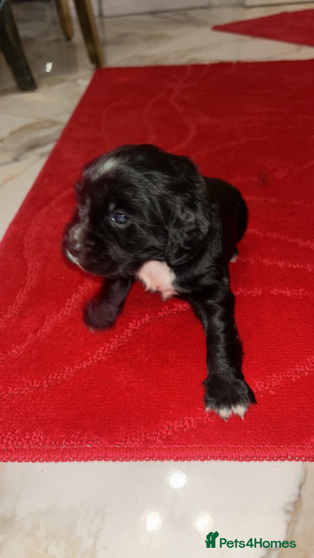 Cocker Spaniel dogs for sale: K C registered Cocker spaniel puppies  - Advert 18