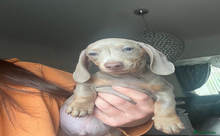 Miniature Dachshund dogs - Advert 16