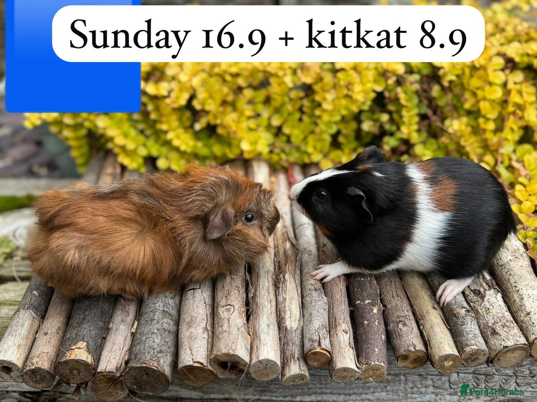 Guinea Pig rodents for sale: Beautiful baby male guinea pigs ready now and soon - Image 8