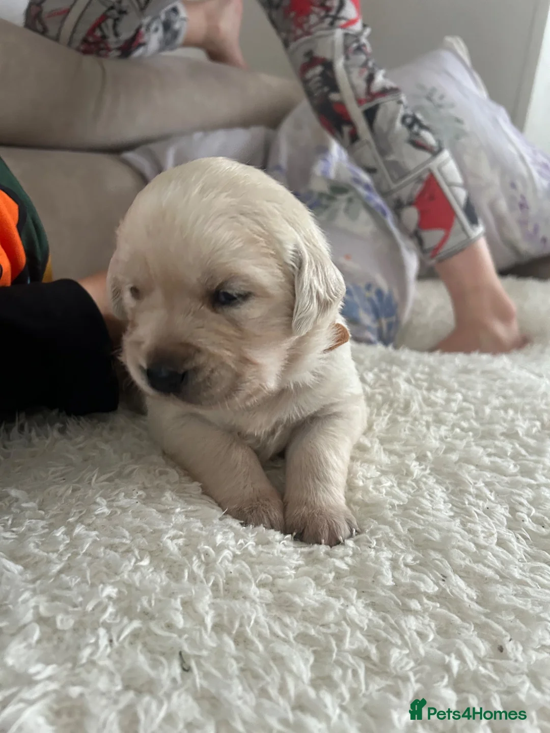 Goldador dogs for sale: Labrador Retriver fci champion golden retriever - Advert 2