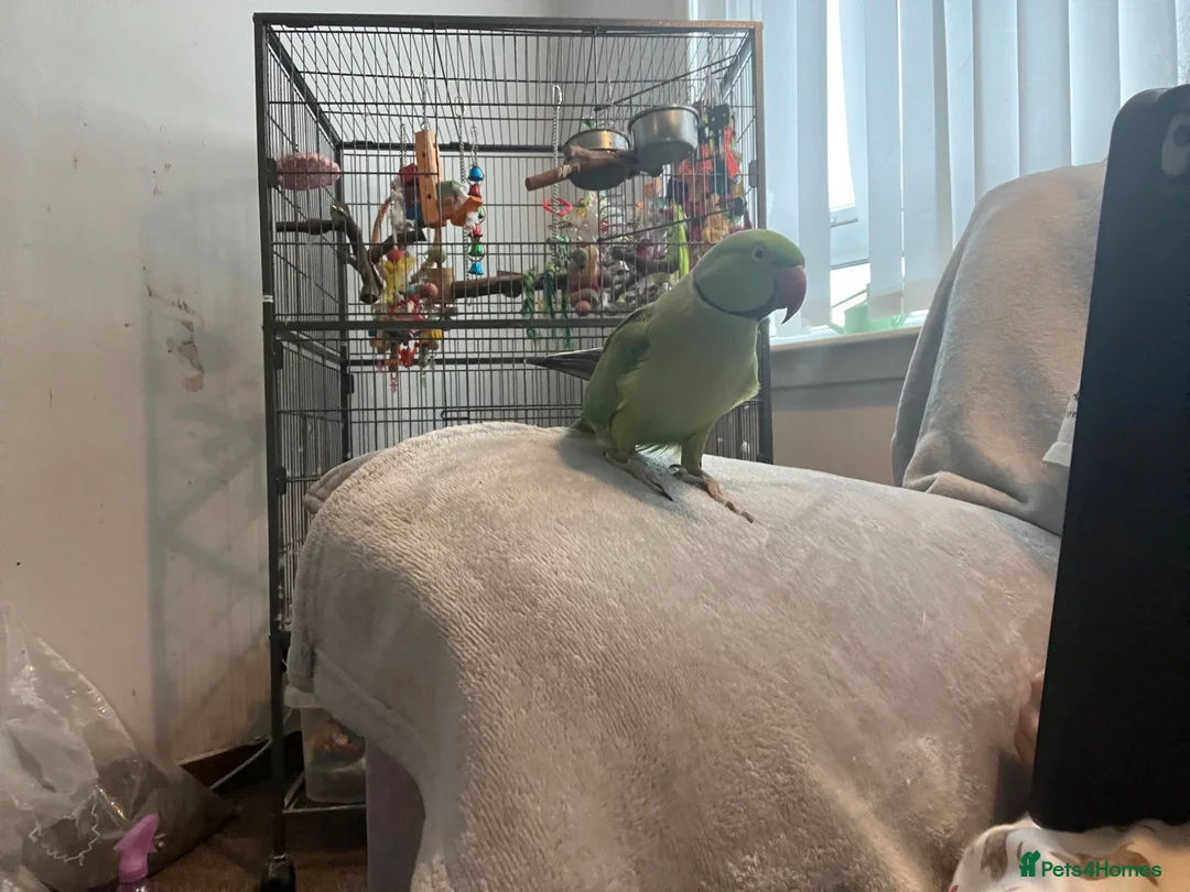 Ringnecks birds for sale: 🦜 Talking Male Indian Ringneck with Cage Included in Paisley - Advert 2