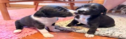Mixed Breed dogs for sale: The most beautiful Beddie x whippet x collie  - Advert 4