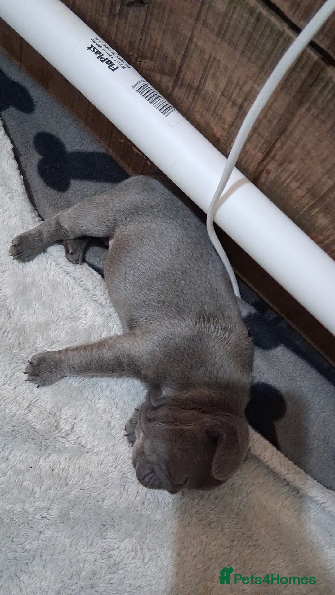 French Bulldog dogs for sale: French bulldogs - Image 32