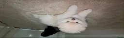 Pomeranian dogs for sale: READY TO LEAVE - Advert 14