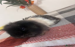 Guinea Pig rodents for sale: Female guinea pigs  - Image 2