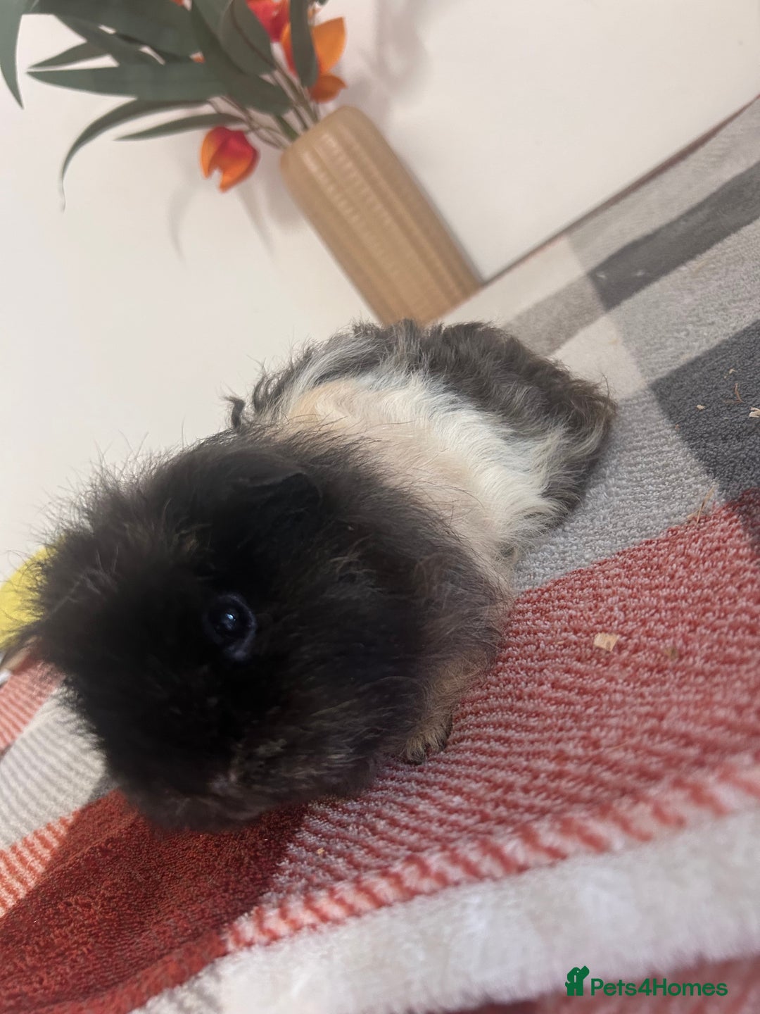 Guinea Pig rodents for sale: Female guinea pigs  - Image 2