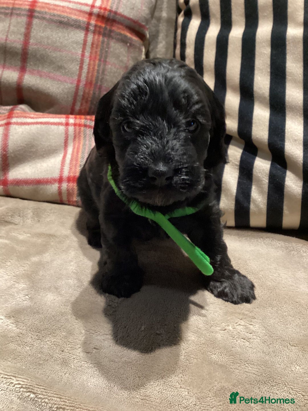 Cockapoo dogs for sale: Cockerpoo  - Advert 5