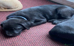 Labrador Retriever dogs for sale: Labrador pups for sale - Image 5