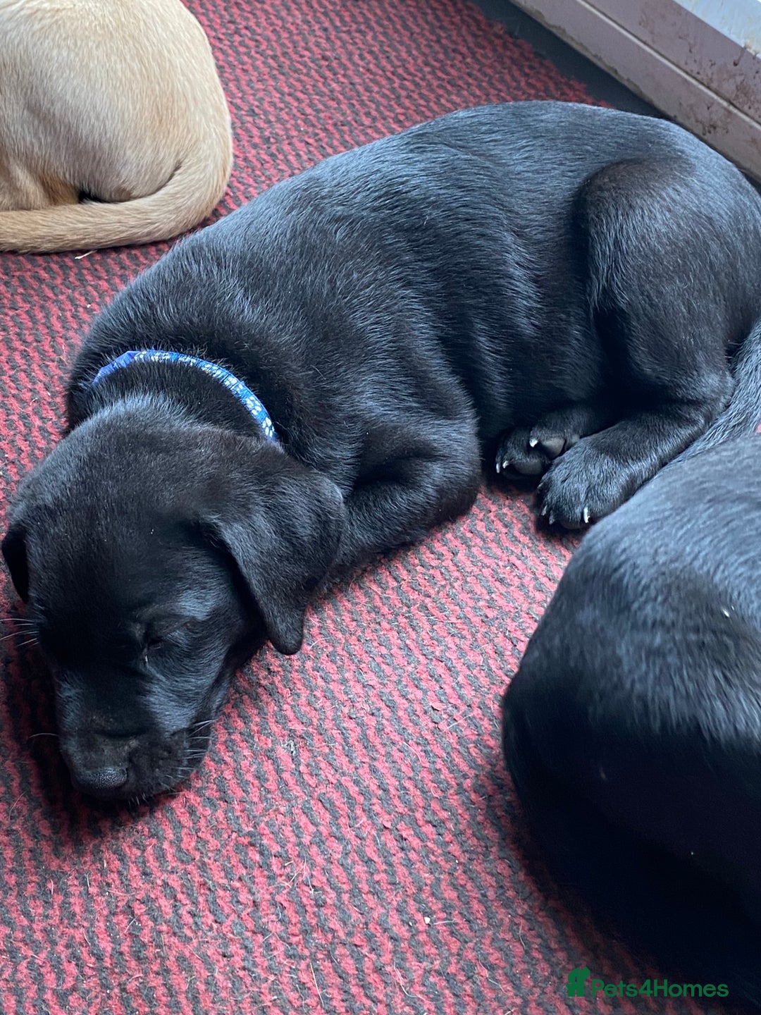 Labrador Retriever dogs for sale: Labrador pups for sale - Image 5